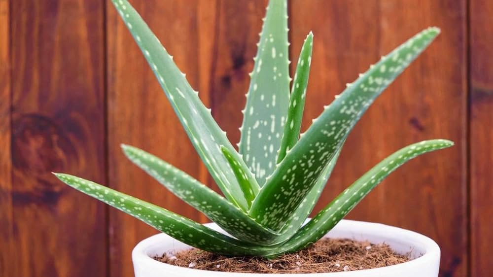 Aloe Vera