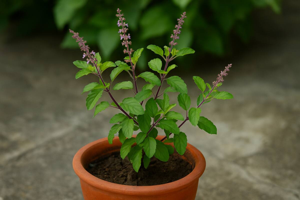 Holy Basil (Tulsi)