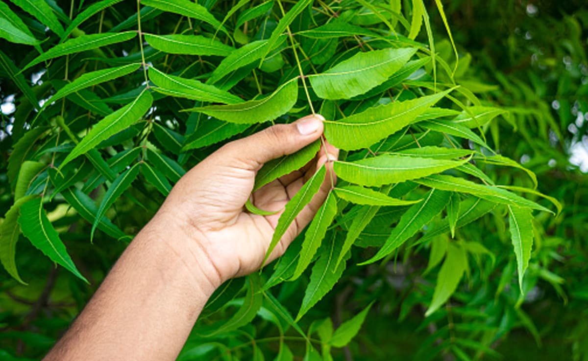 Neem Leaves