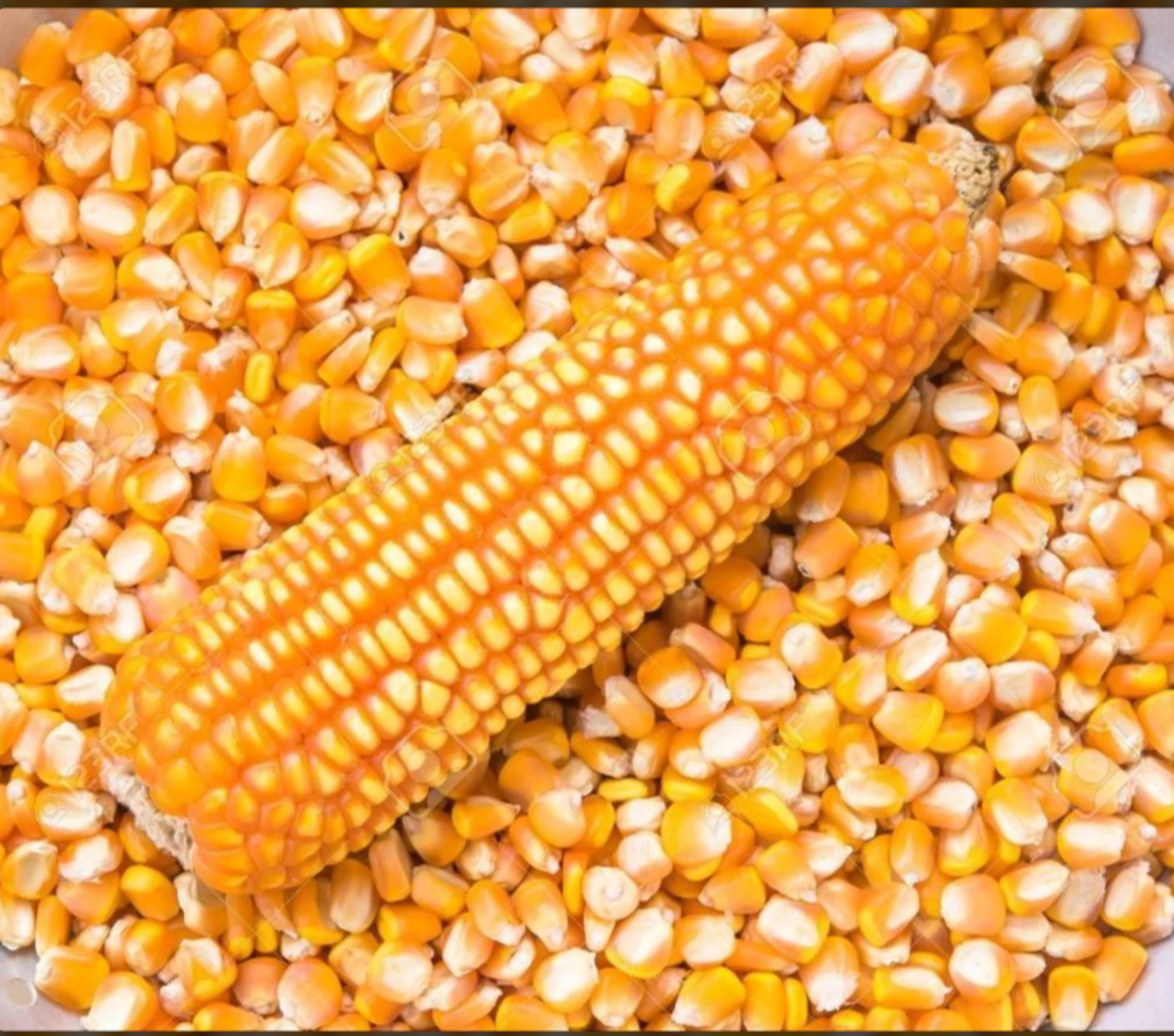 Maize (Corn)