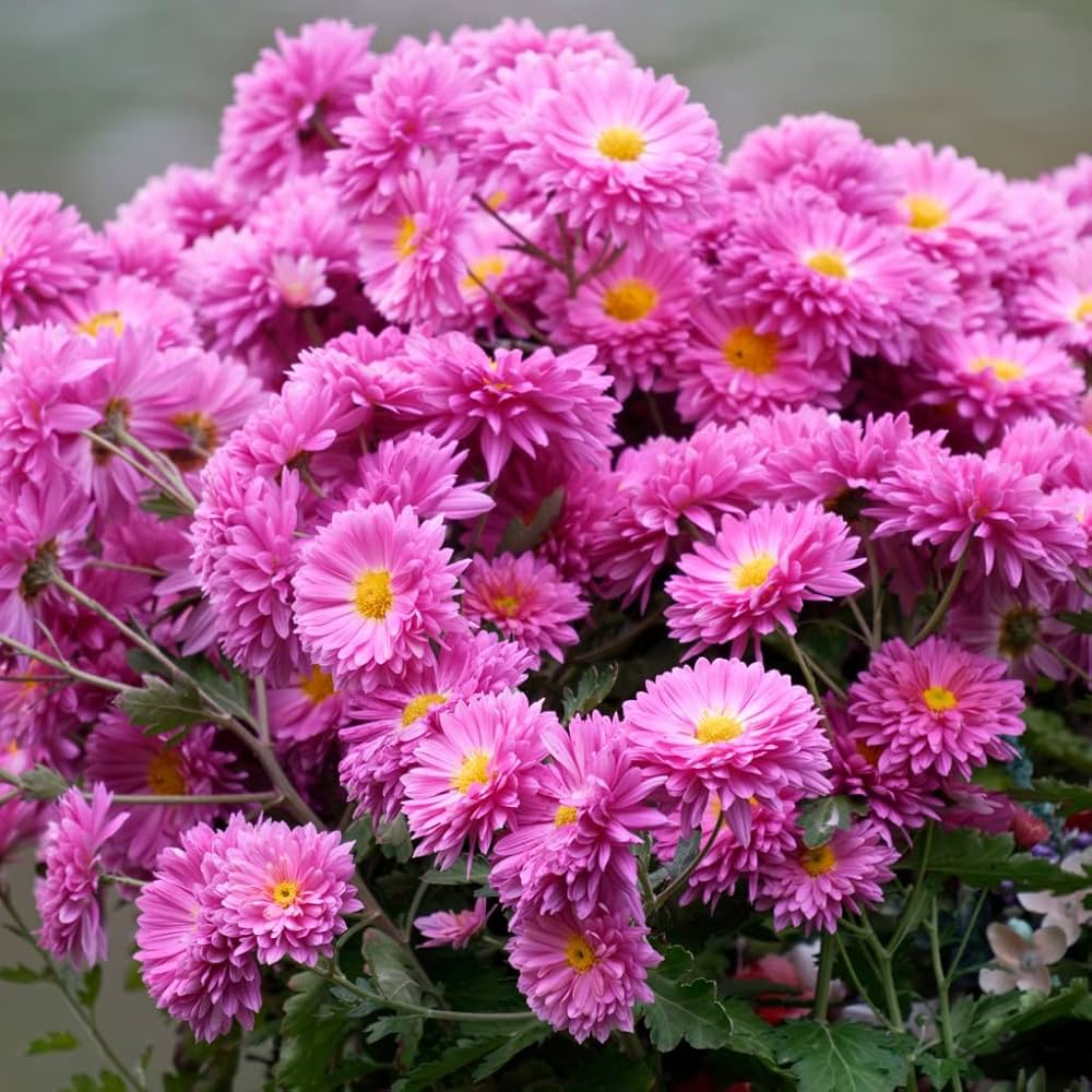 Chrysanthemum