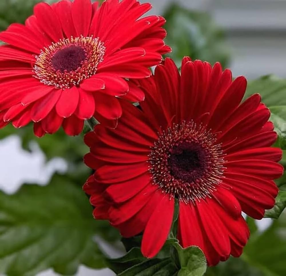 Gerbera
