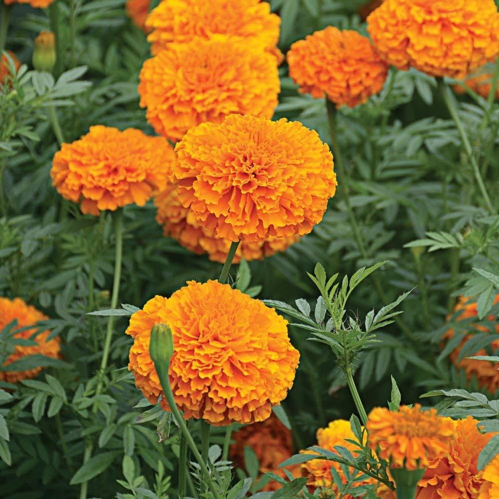 Marigold