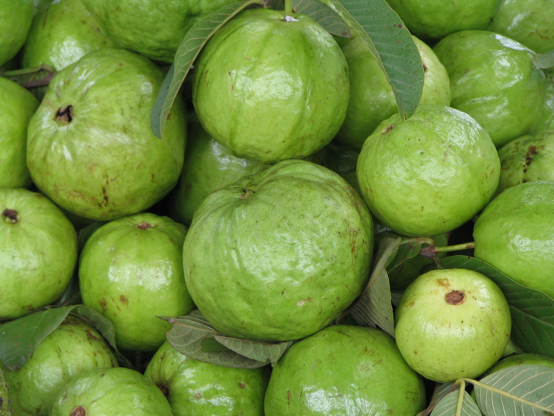 Guava