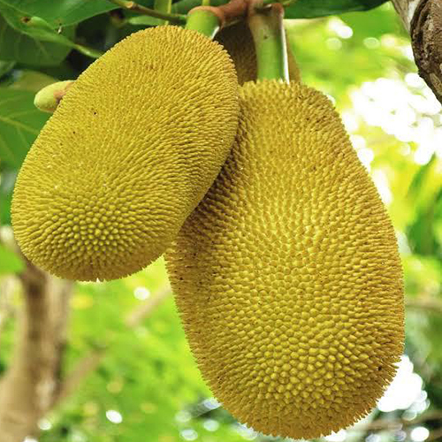 Jackfruit