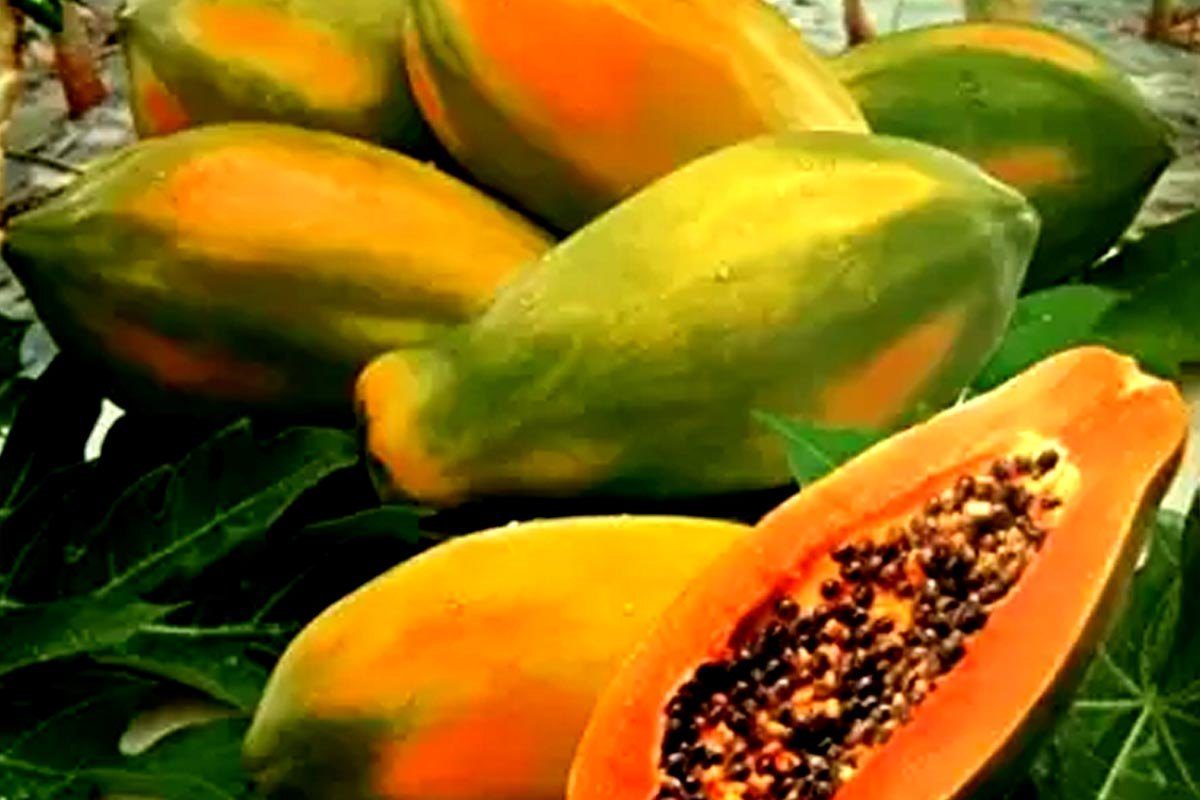Papaya