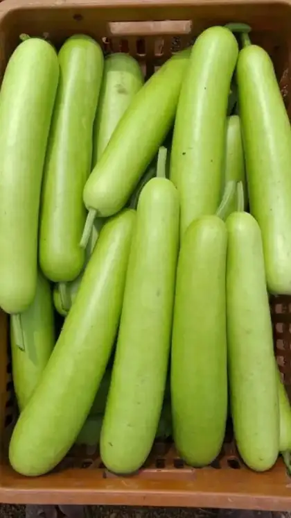 Bottle Gourd