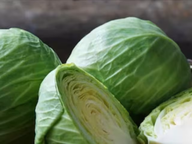 Cabbage