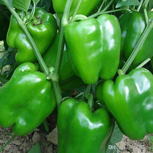 Capsicum (Bell Pepper)