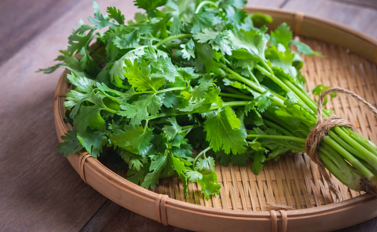 Coriander Leaves