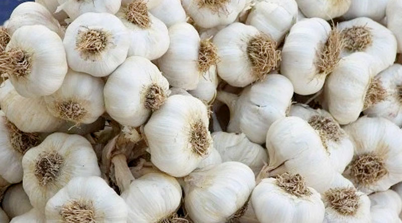Garlic